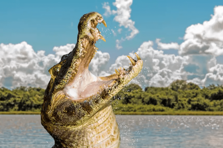 Обнаружены следы гигантского мезозойского двуногого крокодила