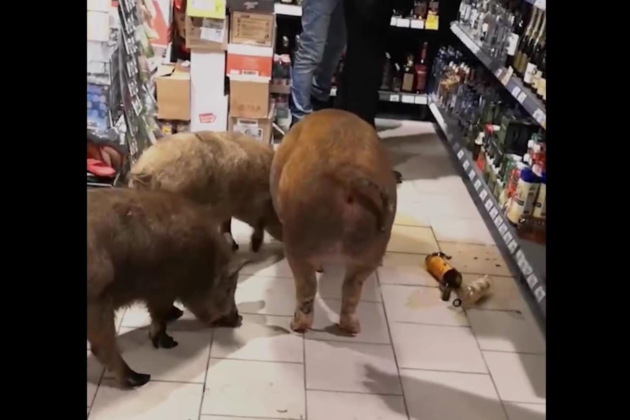В России свиньи зашли в магазин и нализались алкоголя (видео)