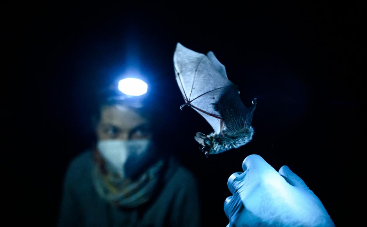 У летучих мышей в России нашли коронавирусы