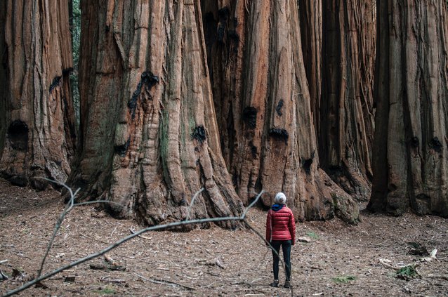 Ученые предложили разводить в Европе «деревья-гиганты» из Америки. В этом может помочь глобальное потепление