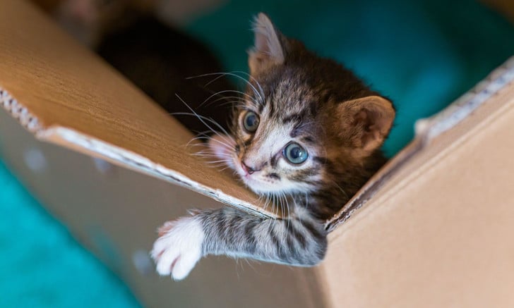 Ученые поняли, почему кошки на самом деле обожают коробки — вы будете этому удивлены