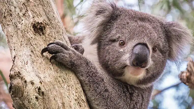 Австралийские ученые вакцинируют коал против хламидиоза
