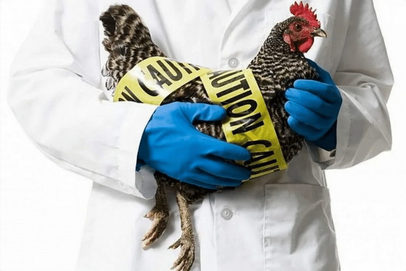 Что такое птичий грипп и почему в некоторых районах Москвы ввели карантин
