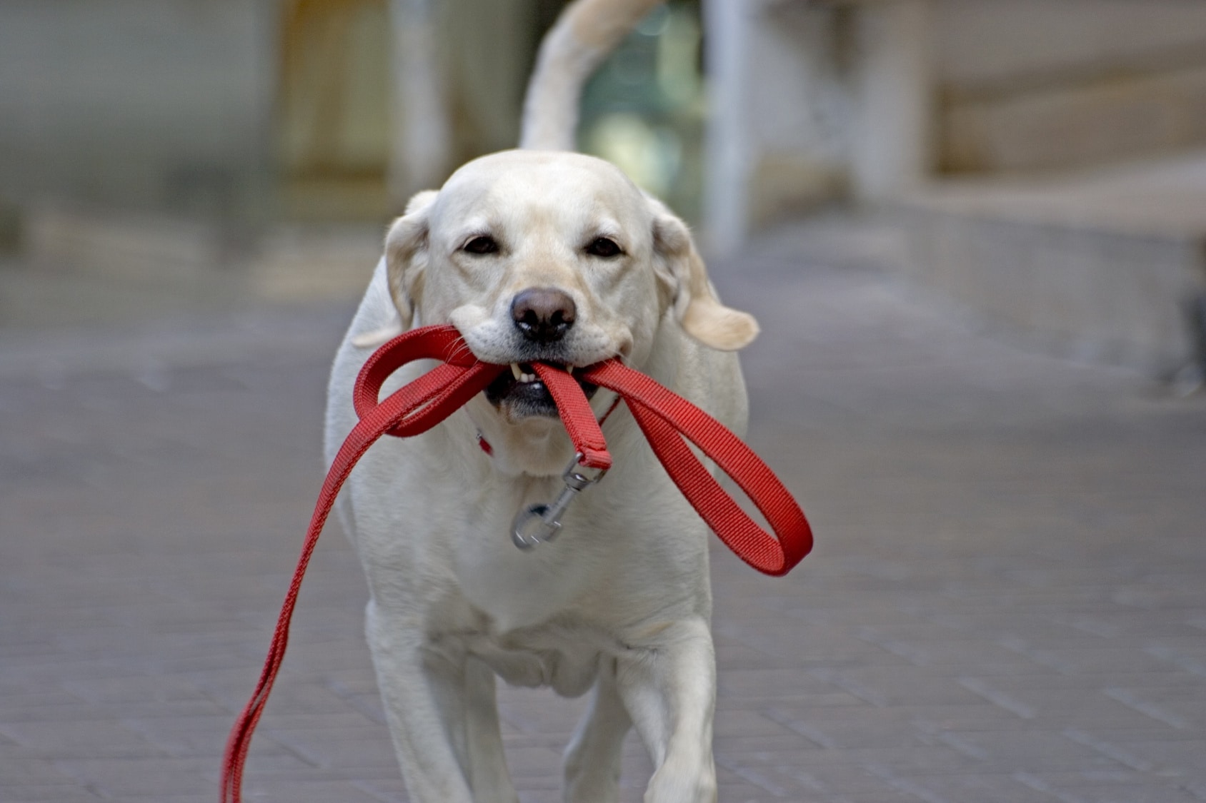 В Госдуме предложили штрафовать россиян, практикующих самовыгул собак