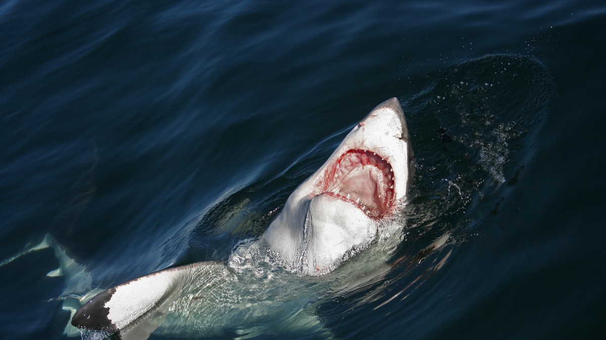 В Египте акула напала на купающегося туриста