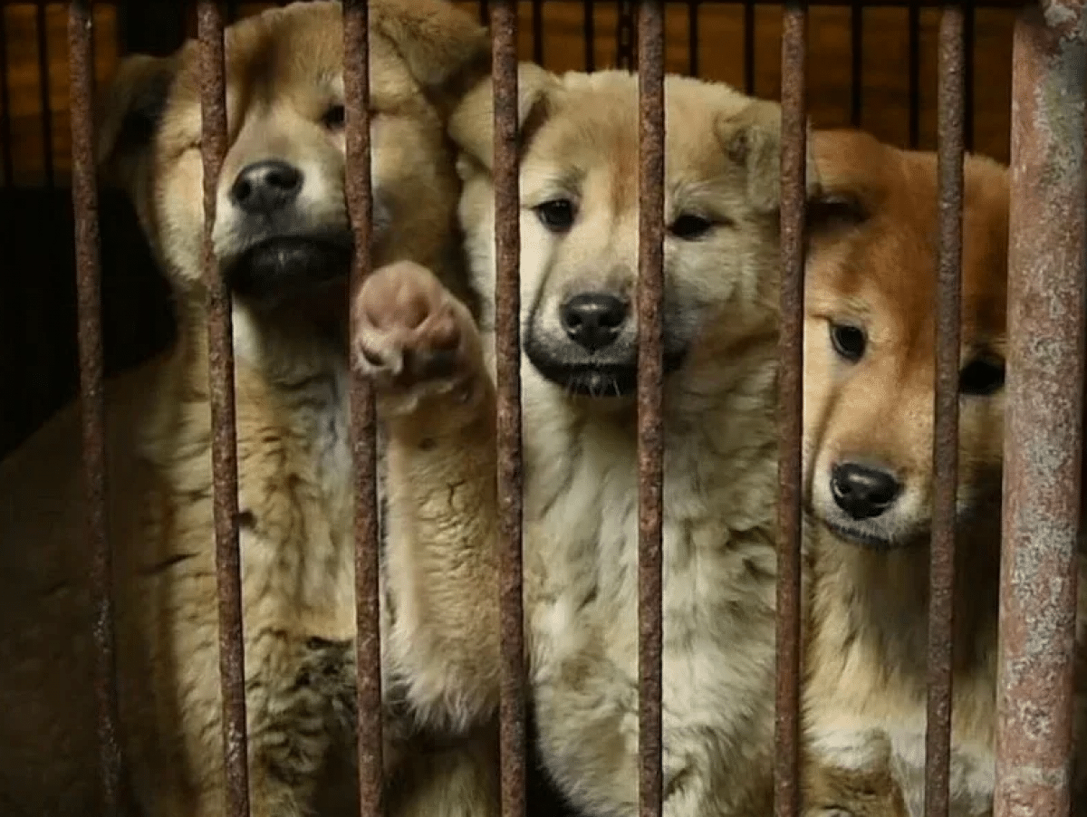 В Южной Корее хотят запретить есть собак