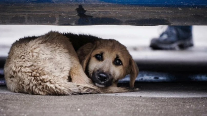 «Весь район в крови»: в Краснодаре неизвестный отстреливает по ночам собак