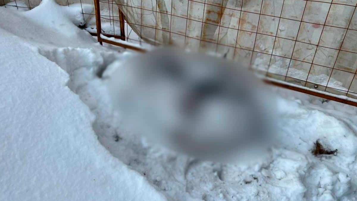 Тело женщины в строительном мешке нашли у дома в Москве