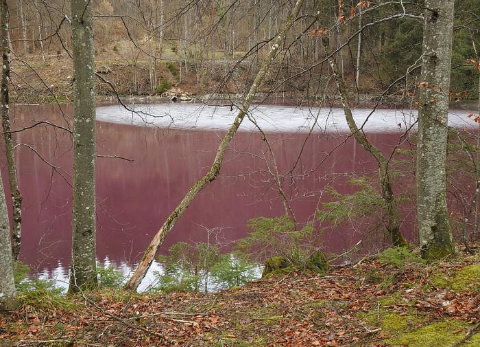 Фиолетовое чудо природы: в Германии появился пурпурный пруд