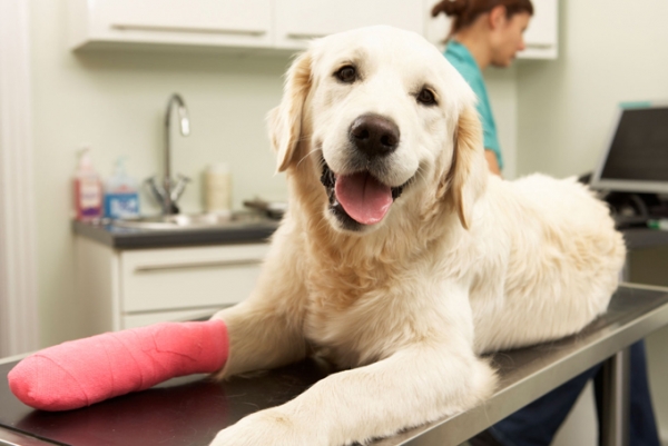 Как обезопасить собаку от заболеваний: советы ветеринаров