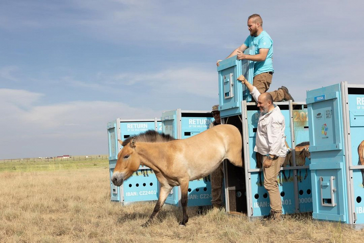 Диких лошадей вернули в степи Казахстана — спустя 200 лет