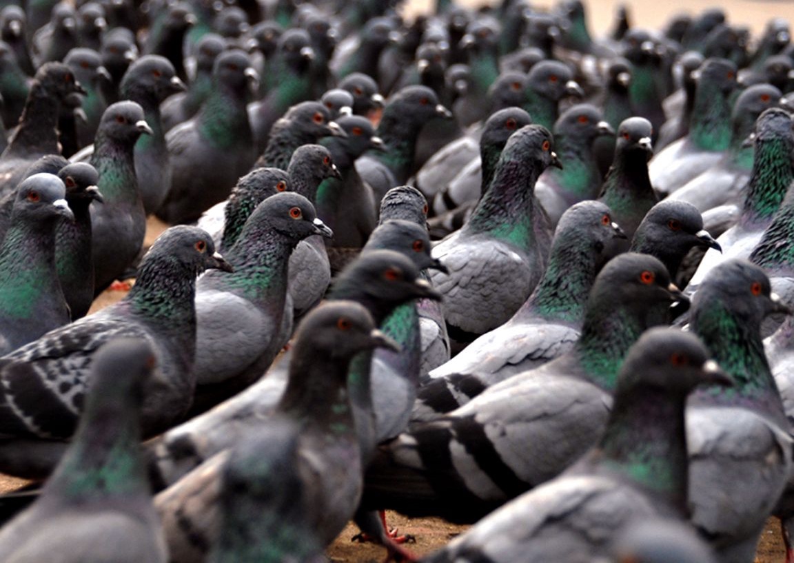 Сингапур применит углекислый газ для борьбы с голубями