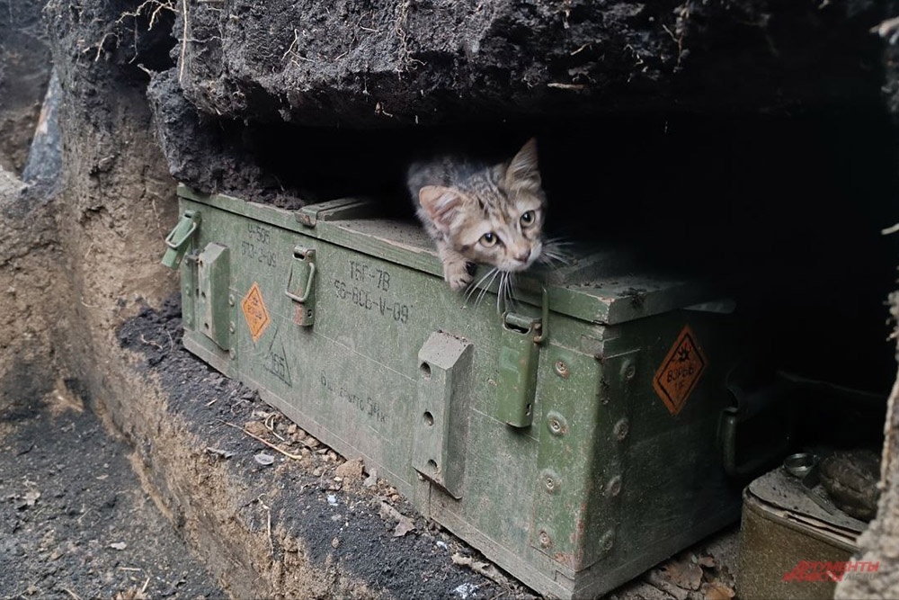 Полная мобилизация: из Татарстана на фронт отправляют боевых котов