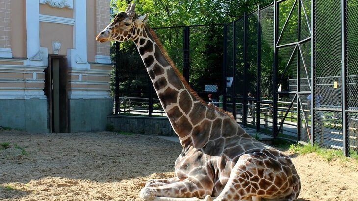 В Московском зоопарке умер жираф-долгожитель Самсон