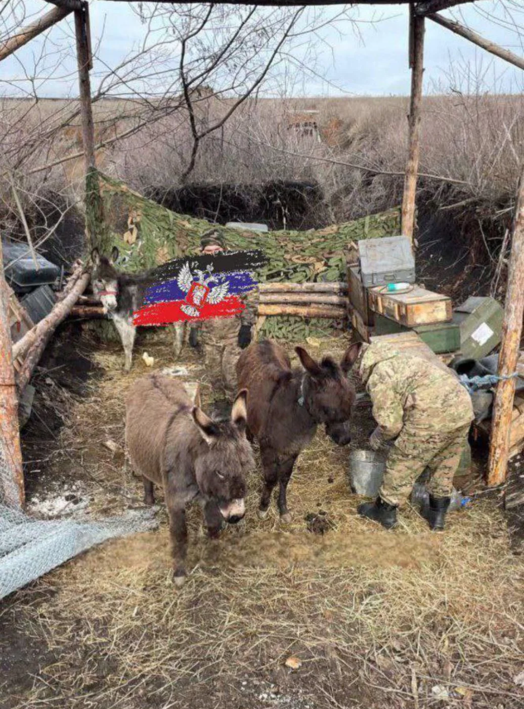 Российская армия вооружается ослами: стратегия или курьез?