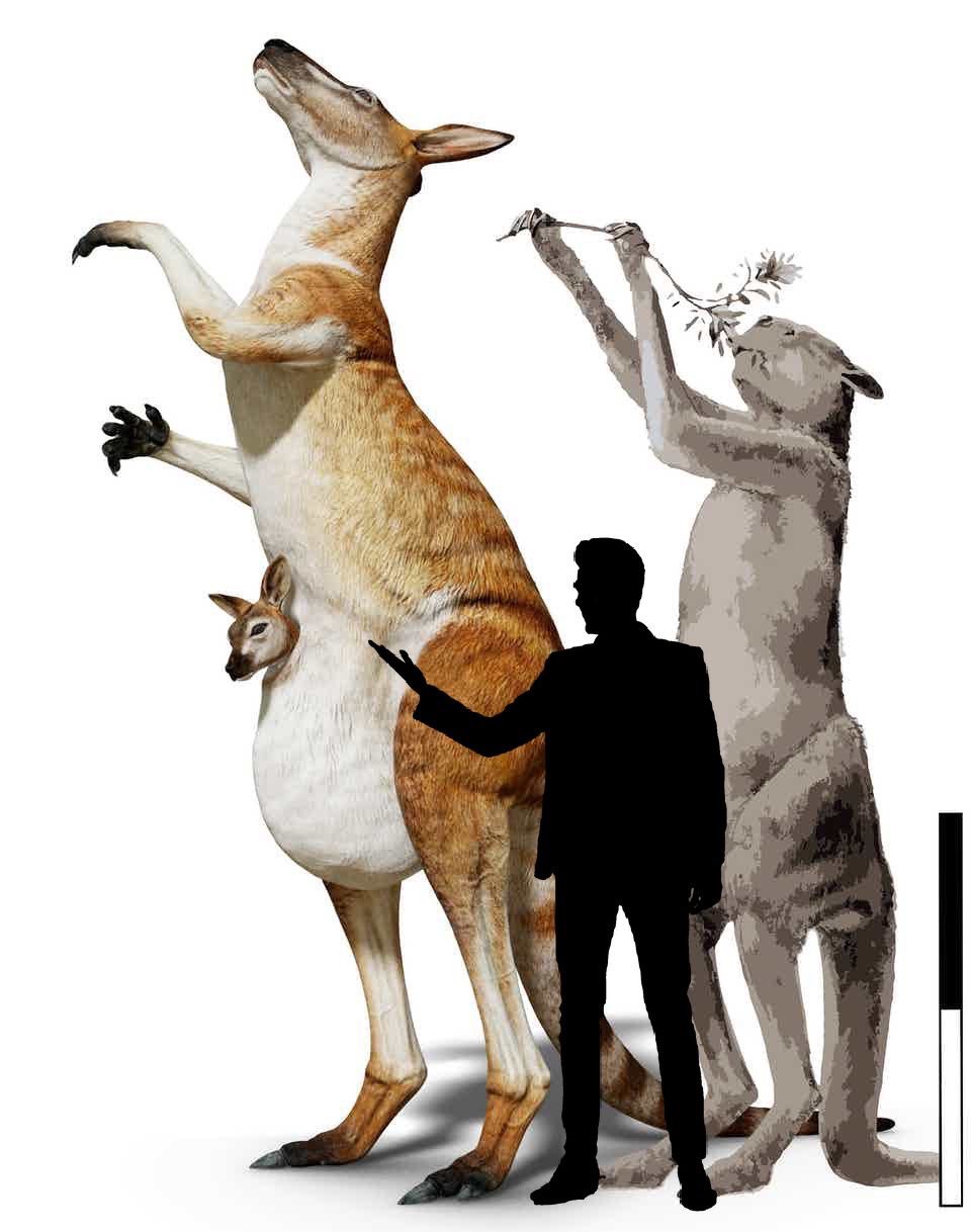 С людей сняли обвинения в истреблении гигантских кенгуру