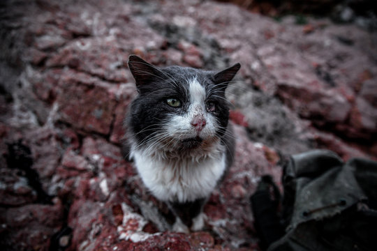 «Рождественское чудо»: кошка вернулась домой через год