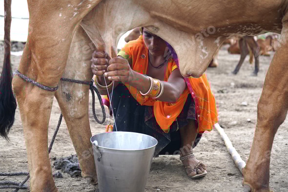 Молочный парадокс Азии: почему миллионы не переваривают молоко