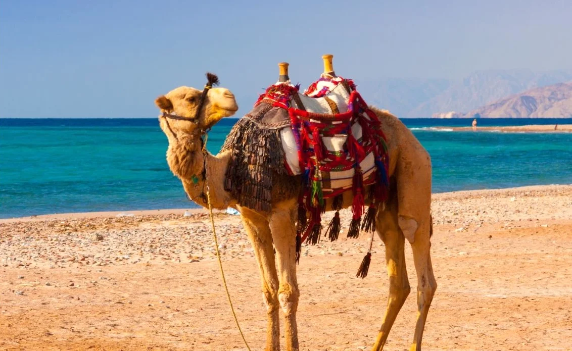 Куда летят россияне на Новый год в 2025