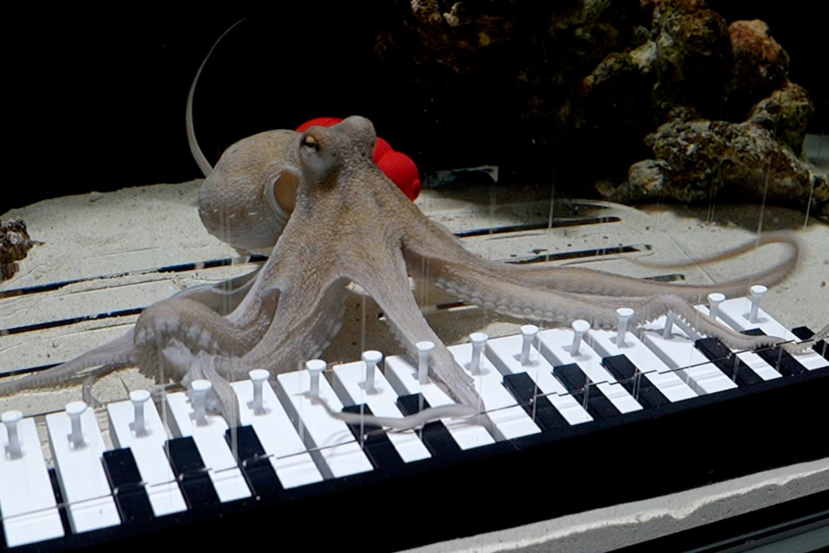 Швед научил осьминога играть на пианино