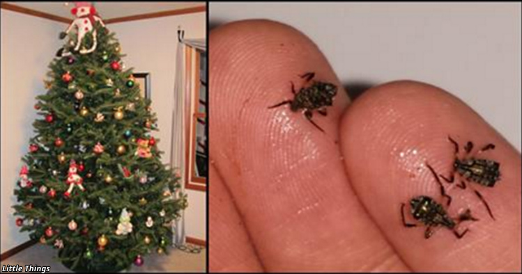 Тёплая зима принесла в квартиры клещей с новогодних ёлок