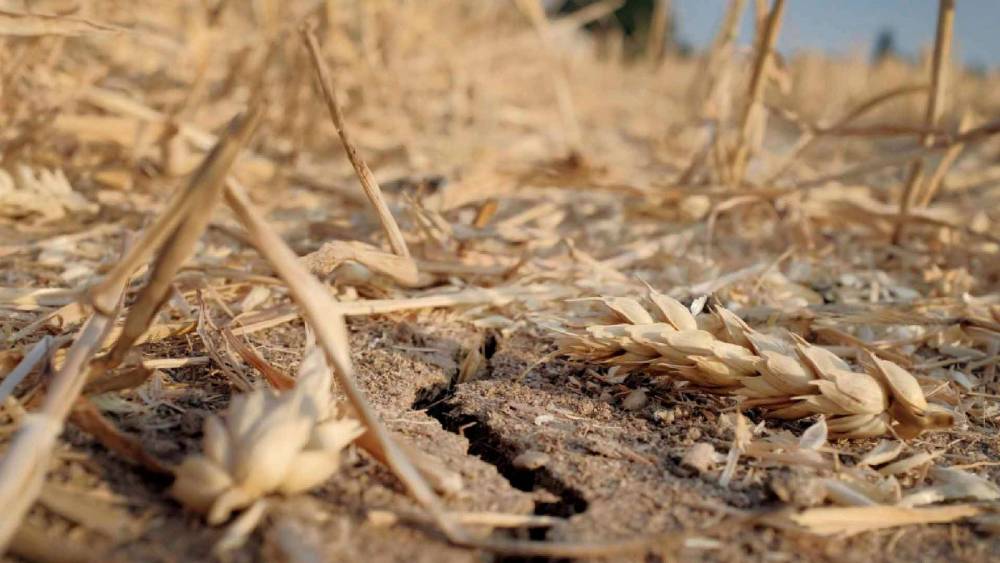 Юг России теряет зерно: неурожай в главном аграрном регионе