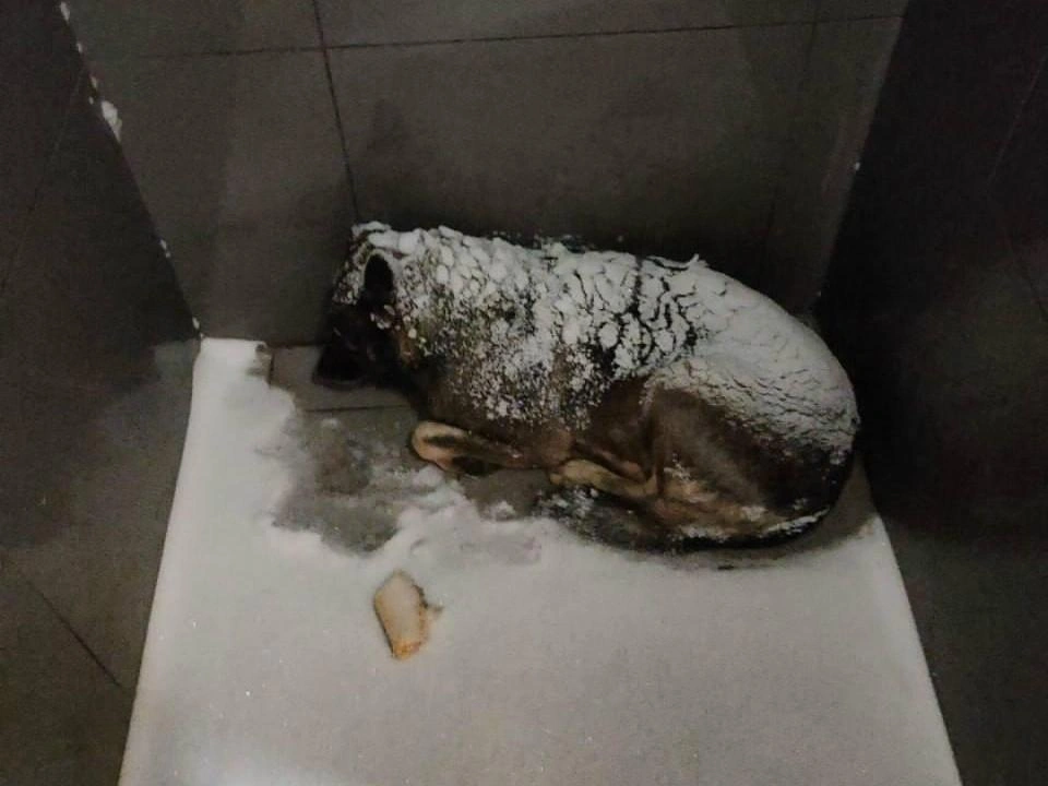 Бойкот «Додо Пиццы» в Челябинске: история пса Додобони