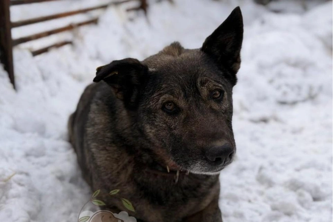 Управляющая «Додо-пиццы» ушла после истории с собакой