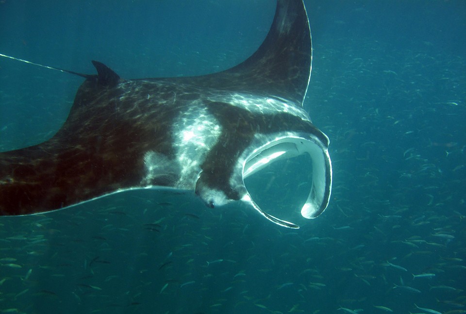 Атлантическая манта Яры (Mobula yarae)