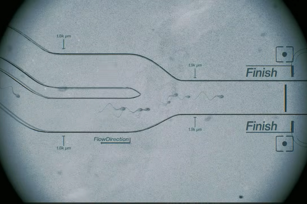 Быстрее, выше, сильнее: когда твой биоматериал оказался успешнее тебя