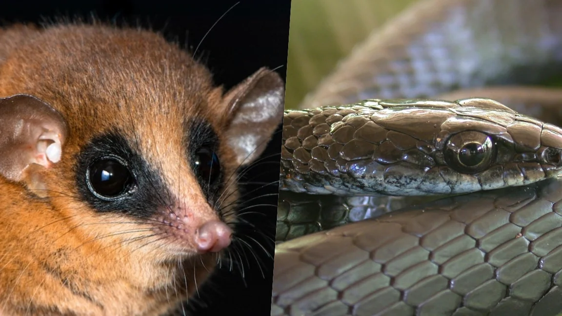 Животные, открытые в 2025