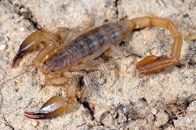 Иранский скорпион (Hemiscorpius jiroftensis)