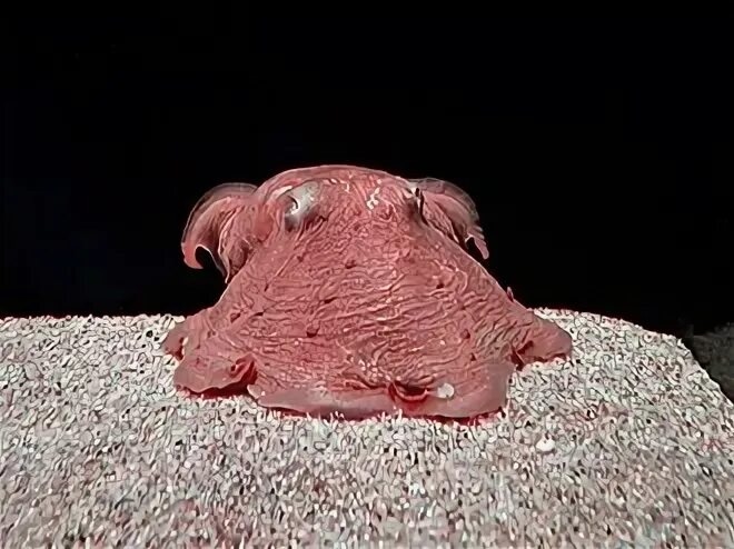 Карнарвонский осьминог-«блинчик»