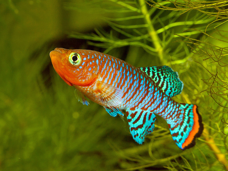 Нотобранхиус лесной (Nothobranchius sylvaticus)