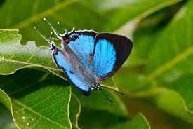 Синяя бабочка «сапфир» (Iolaus francisi)