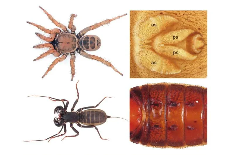 У пауков произошла дупликация генома, в результате которой у них появились паутинные бородавки