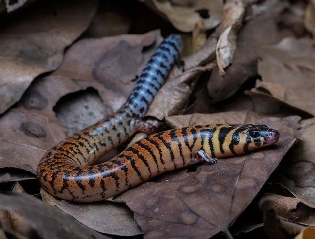 Ящерица Джеймса Бонда (Celestus jamesbondi)