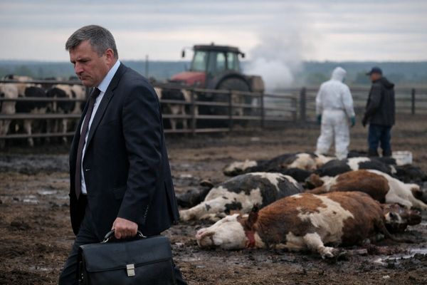 В Новосибирской области уволили министра после вспышки заболевания скота