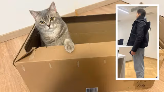 Парень отправил кошку в другую страну по почте в ужасных условиях и предстал перед судом