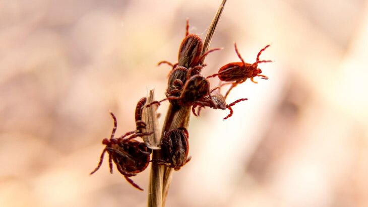 Бесплатное иглоукалывание на даче: клещи готовятся к приему посетителей в середине мая